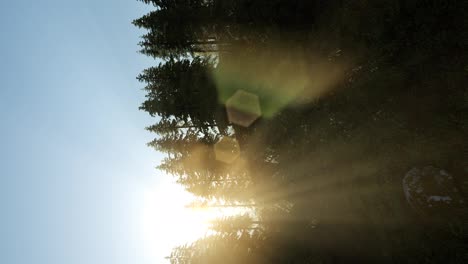 Sonnenstrahlen-Strahlen-Durch-Bäume
